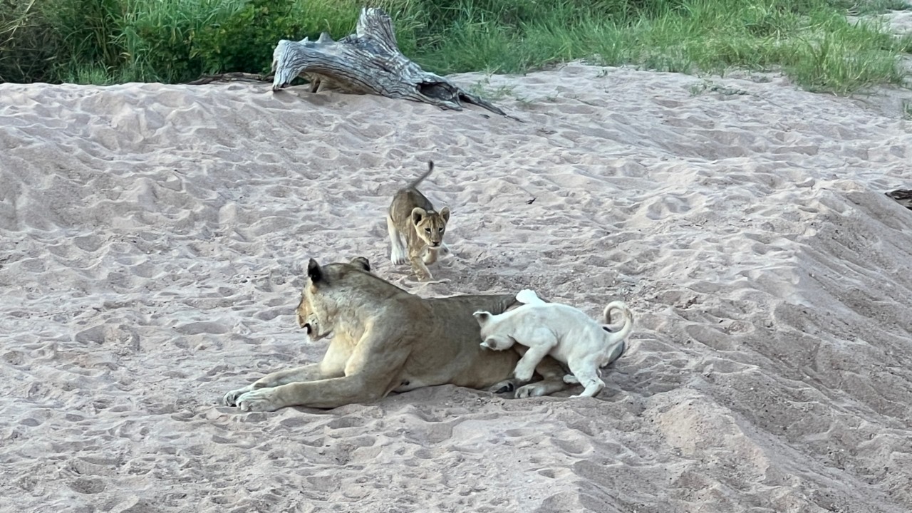We found the cutest white lion cub in the Timbavati