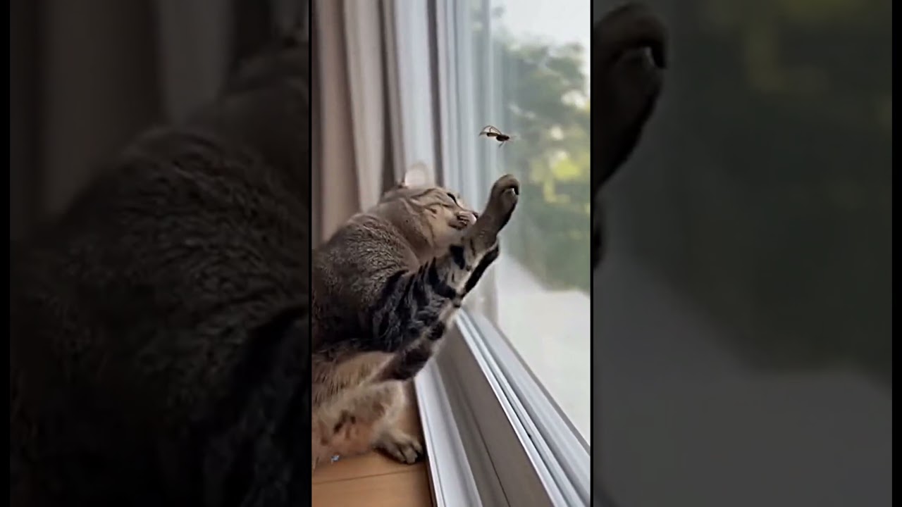 Cat vs  Physics The Smackdown No One Saw Coming Except the Window
