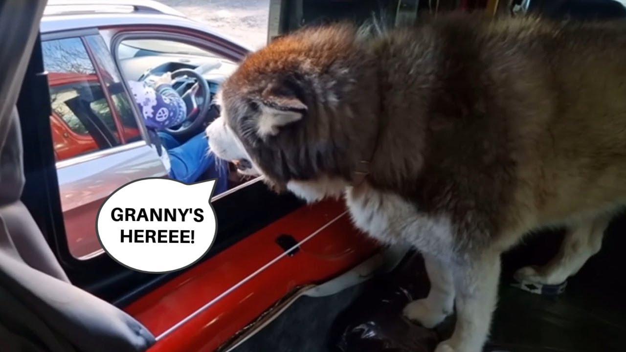 Husky Really Loves His Granny! So Cute!
