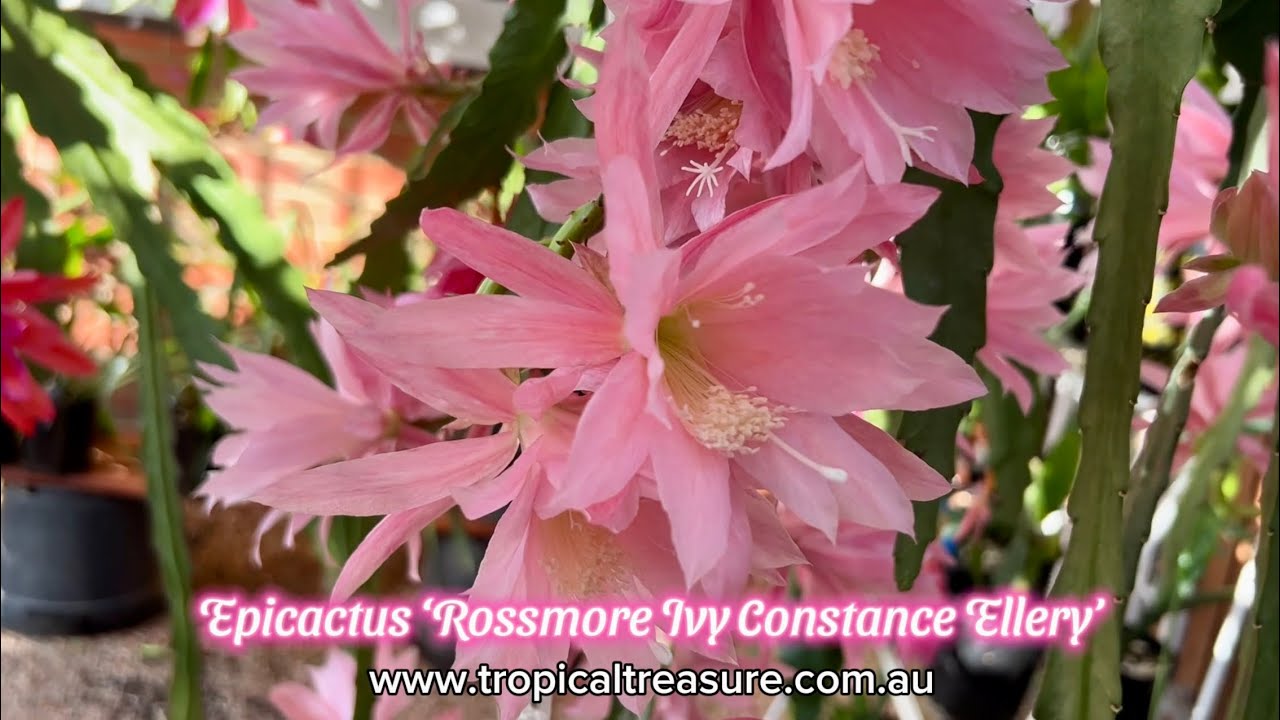 Epicactus &lsquo;Rossmore Ivy Constance Ellery&rsquo;