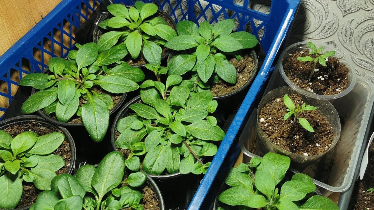 Обзор рассады 02.03.26г#цветы#цветыдлядома#garden#обзоррассады