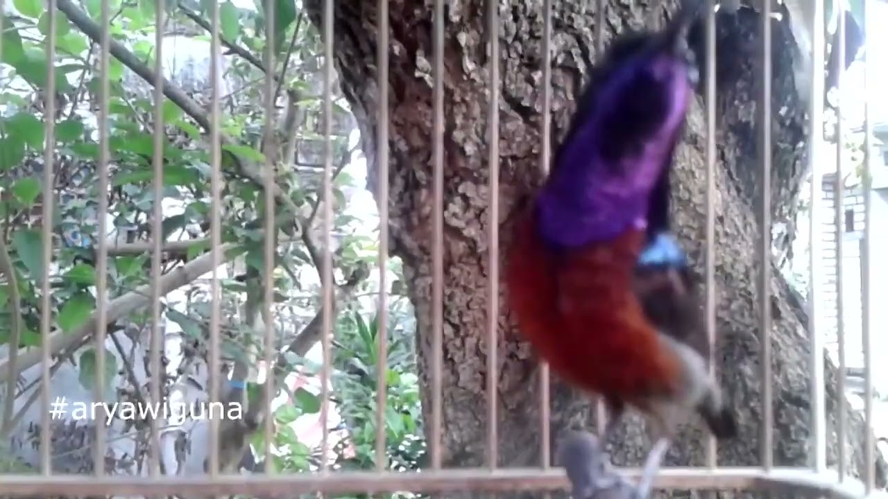 Melatih KACER Bakalan dengan Pancingan Kolibri Ninja, Ternyata BISA cepat NYAUT, Coba Pada Kacer And