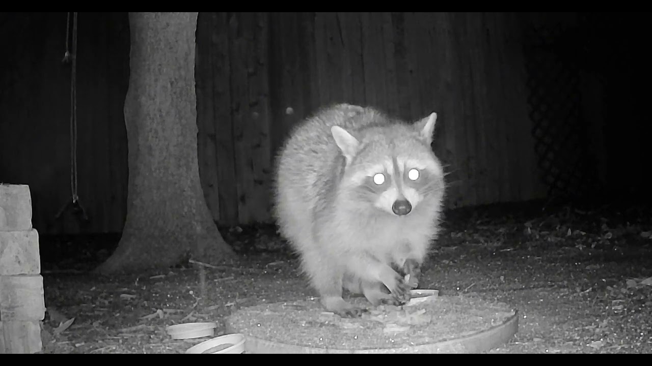 Our Raccoon in freezing weather :) 
