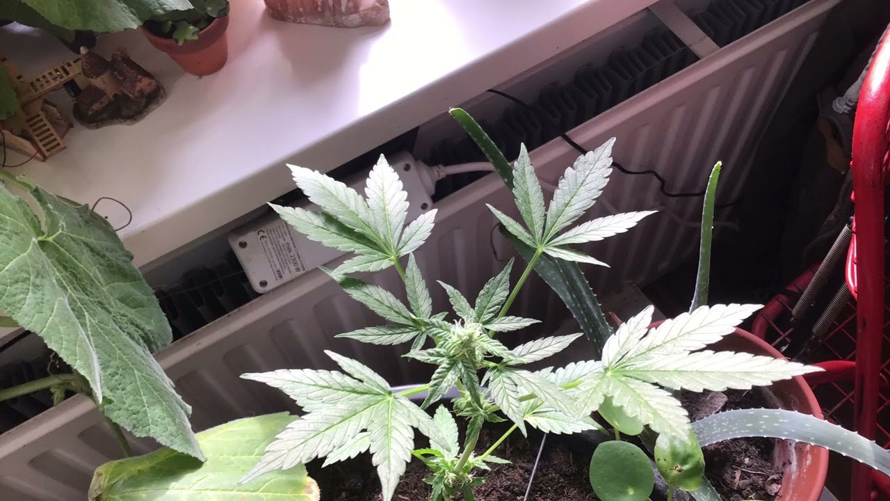 widow ryder wiet van zaad tot plant!