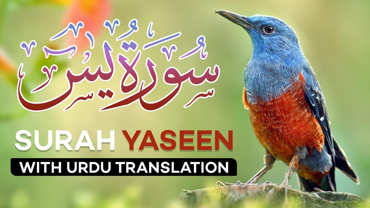 Surah Yasin | Yaseen with Urdu Translation | Episode 014 | Beautiful Quran Recitation | Urdu Tarjuma