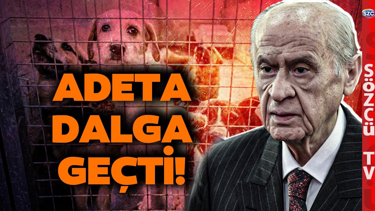Devlet Bahçeli'nin Sokak Hayvanları Açıklaması Sosyal Medyayı Salladı! İşte O Şaka Gibi Sözler