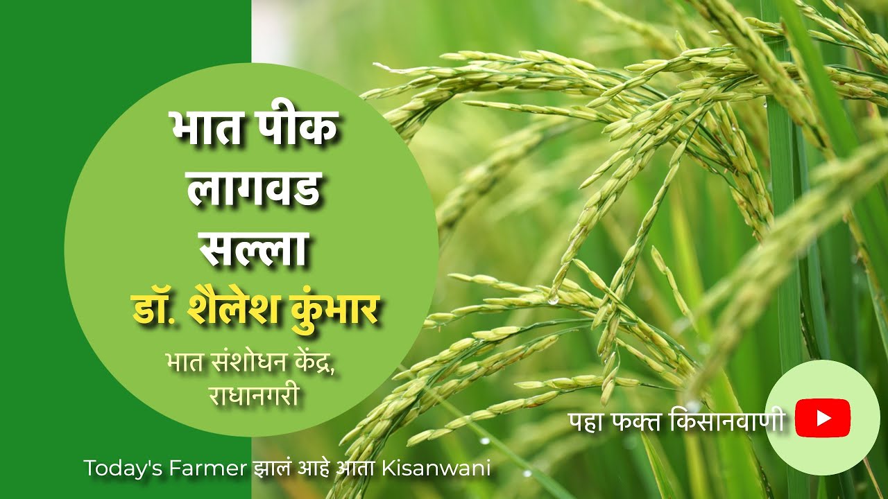 भात पिक लागवड सल्ला - डॉ. शैलेश कुंभार, भात संशोधन केंद्र, राधानगरी.