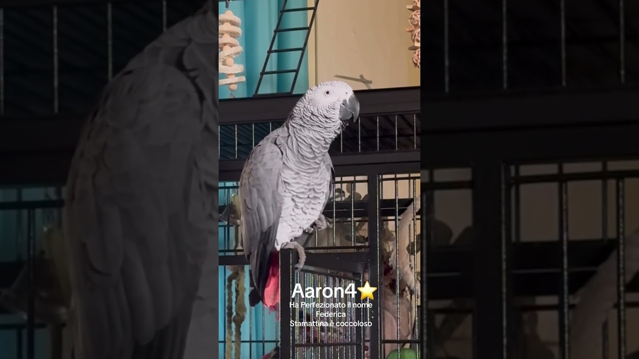 Aaron4, идеальное имя Федерика! Сегодня так хочется обнимашек 💕