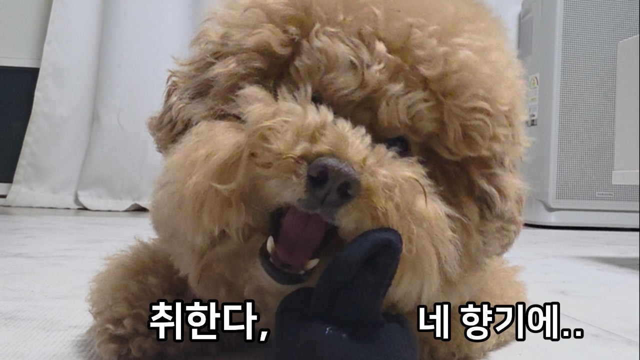 도망쳐봐, 어차피 지구는 둥그니까