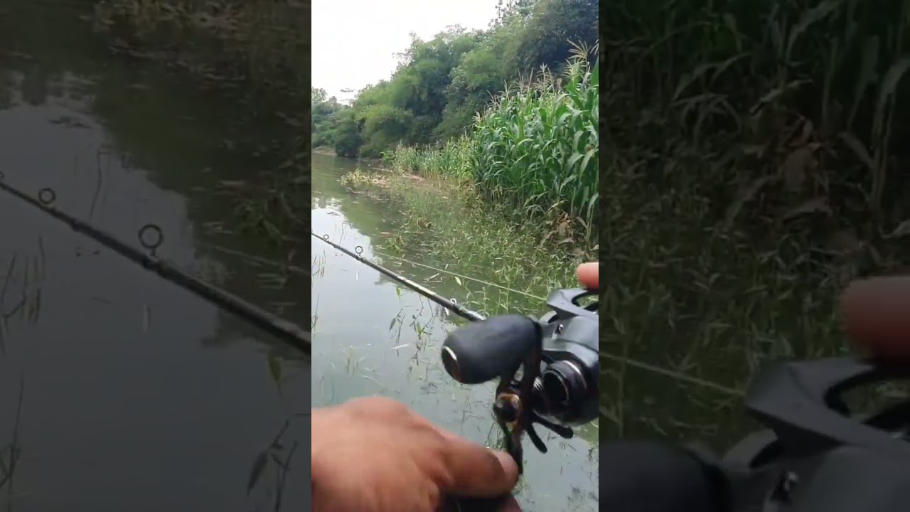 fishband gh150 ft daido predator vs kocolan mocel 😅#shorts #fishband #baitcasting  #daidopredator