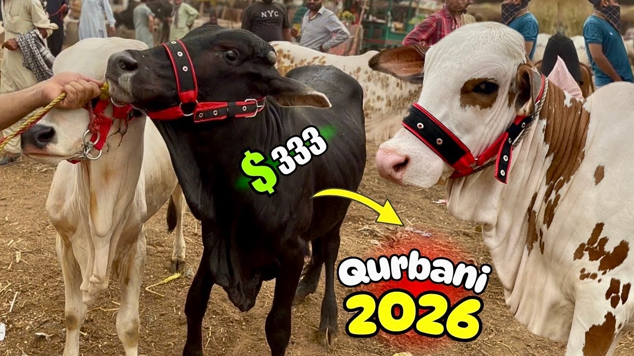 Malir Mandi 15 July 2025 | Sabse Sasti Cow Mandi Karachi Mein! Qeemat Sun Ke Hairaan Ho Jaoge 😱