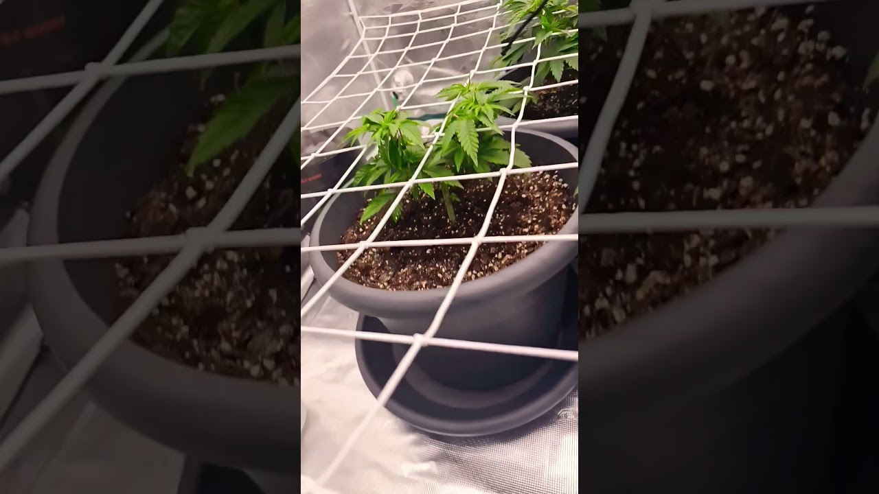Super Lemon Haze by Greenhouse seeds #reggae #weed#superlemonhaze#lemon#haze#smokeweedeveryday#smoke