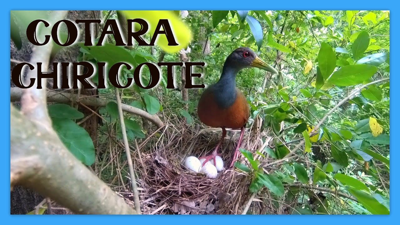 CHIRICOTE * SARACUÁ TRES POTES *  NIDIFICANDO I Aramides cajaneus