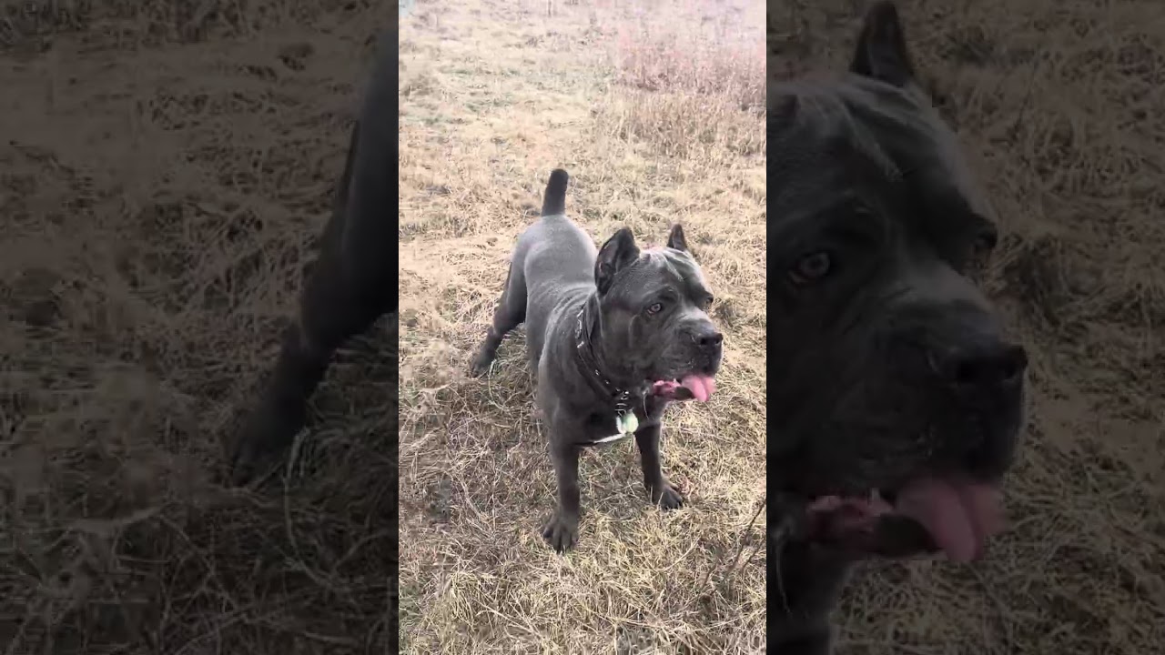 Тор и Титан 🥰