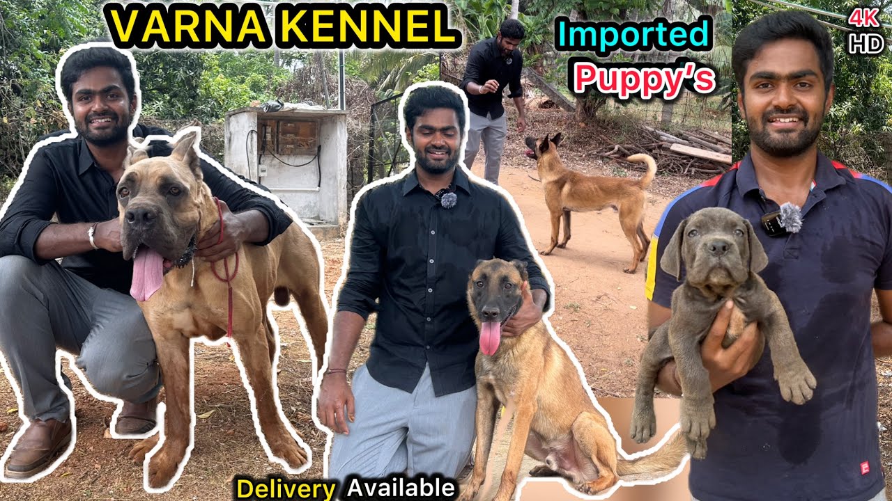 💥BELGIAN MALINOIS Dog's | 3 ஏக்கர் la🔥Dog Farm ah🤯 | Mastiff Dog's | Cane Corso | Puppy's| Dogstamil