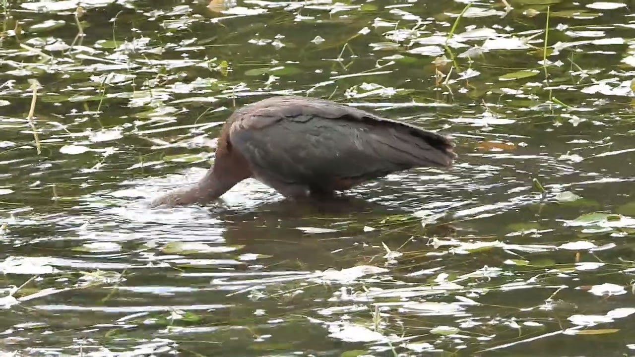 Zwarte Ibis/Glossy Ibis, De Hoep, Castricum, The Netherlands, 13-09-2025.
