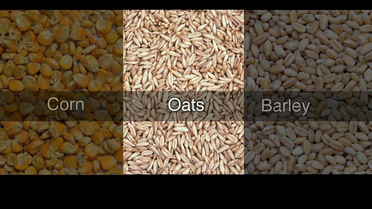 Can I feed my horse oats?