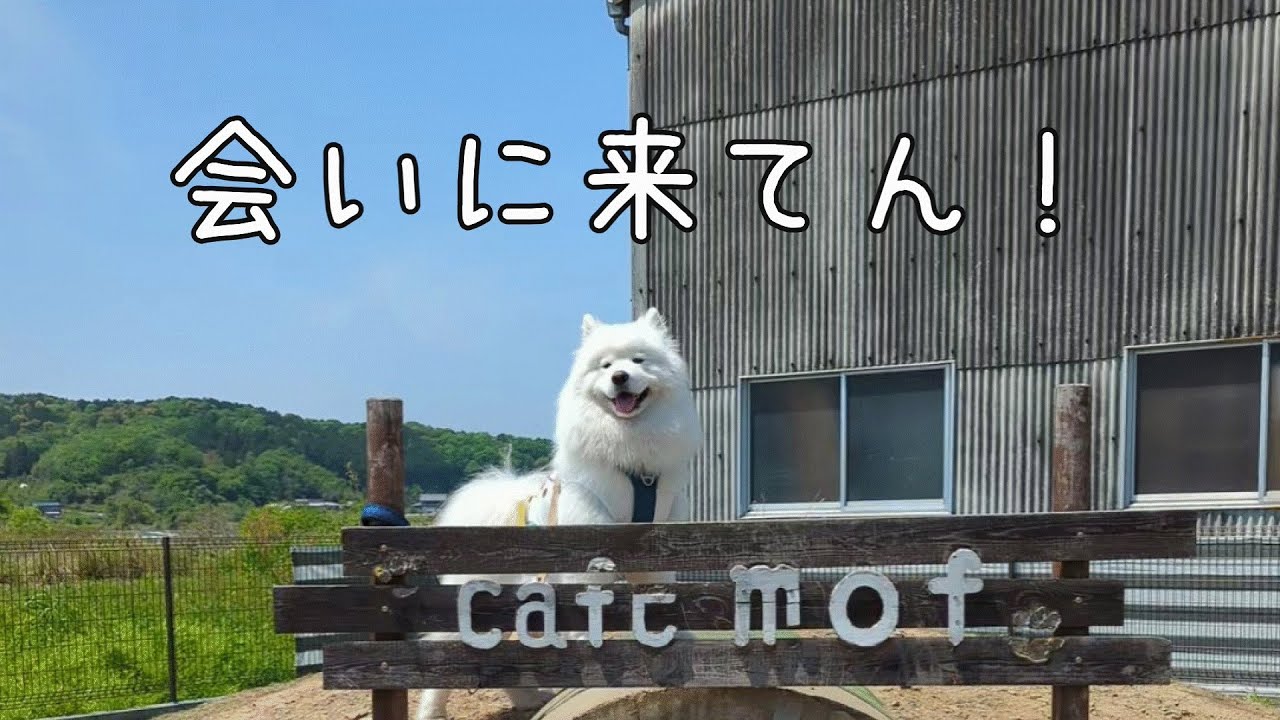 サモエド ラルジュ　同胎さんについに会えた！！
