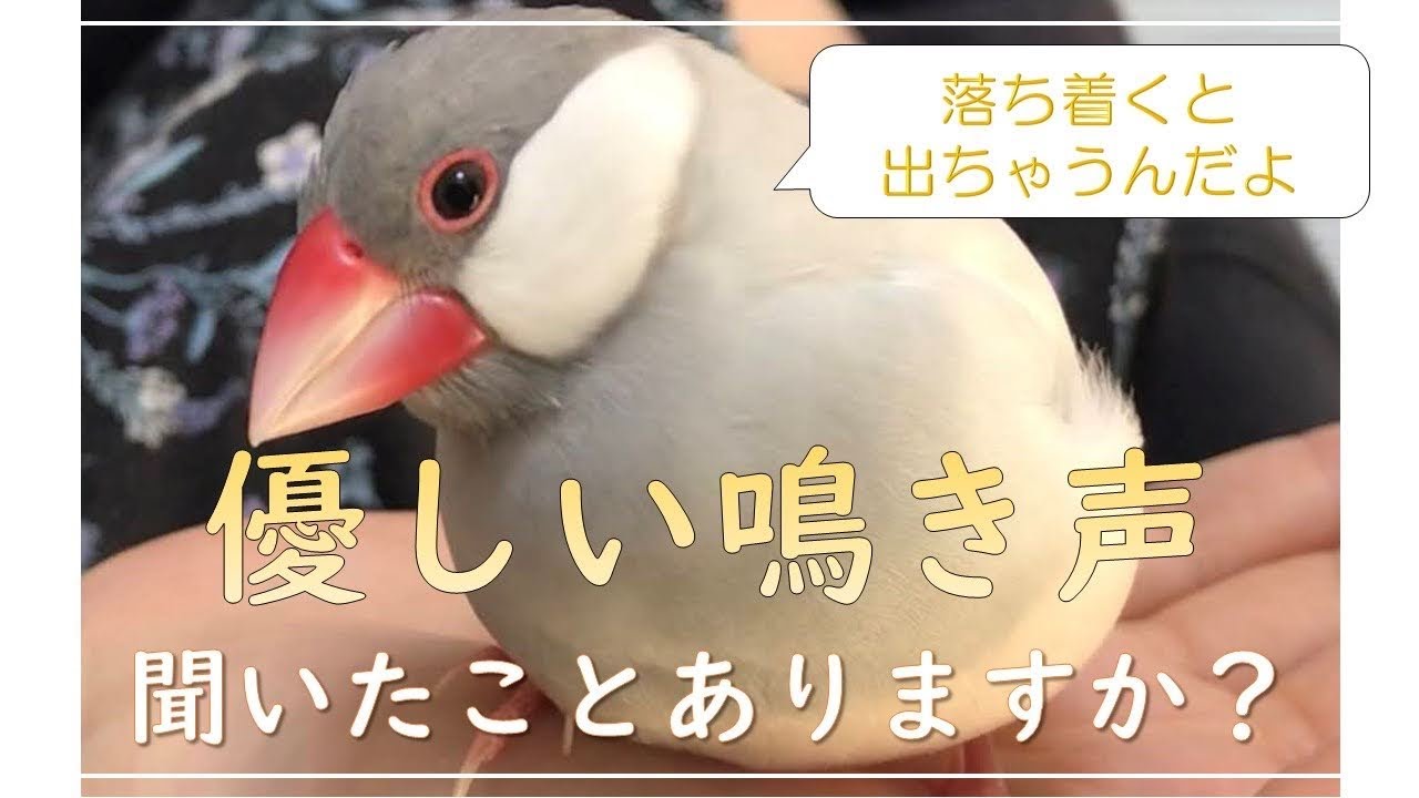 癒される文鳥の優しい鳴き声♪怒ったり鳴いたり忙しい文鳥よもぎ　癒し動物　面白い動物