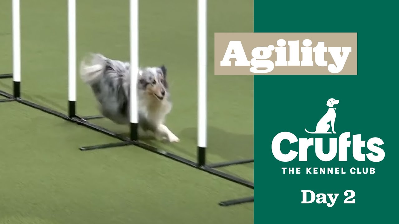 Agility - Crufts Singles Heat - S/M/I/L - Part two | ​Crufts 2025