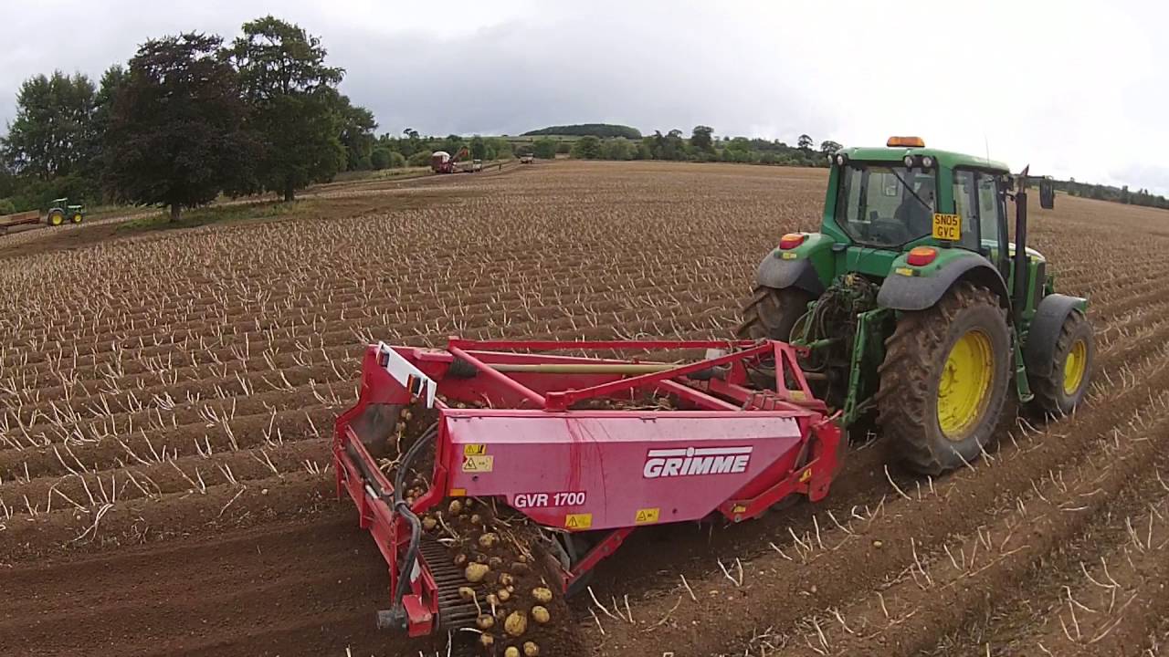 Windrowing potatoes