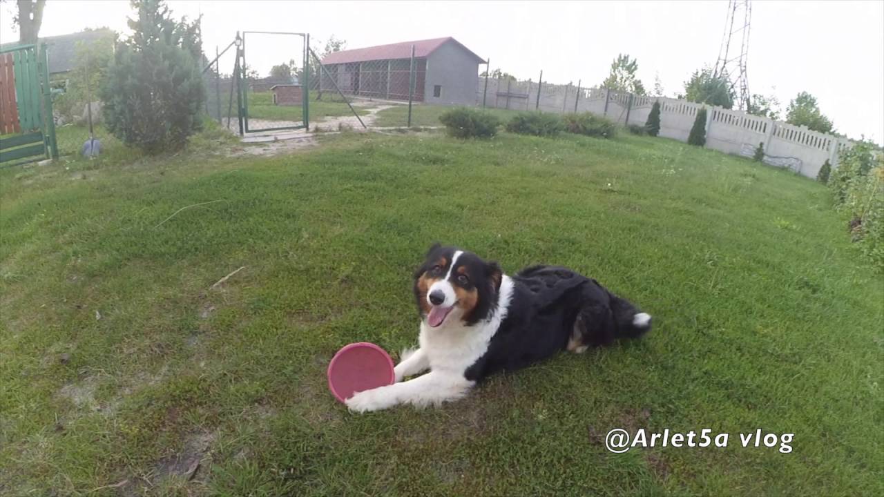 ♡Owczarek australijski (aussie)-Kalifornia (Kora)♡ Arlet5a