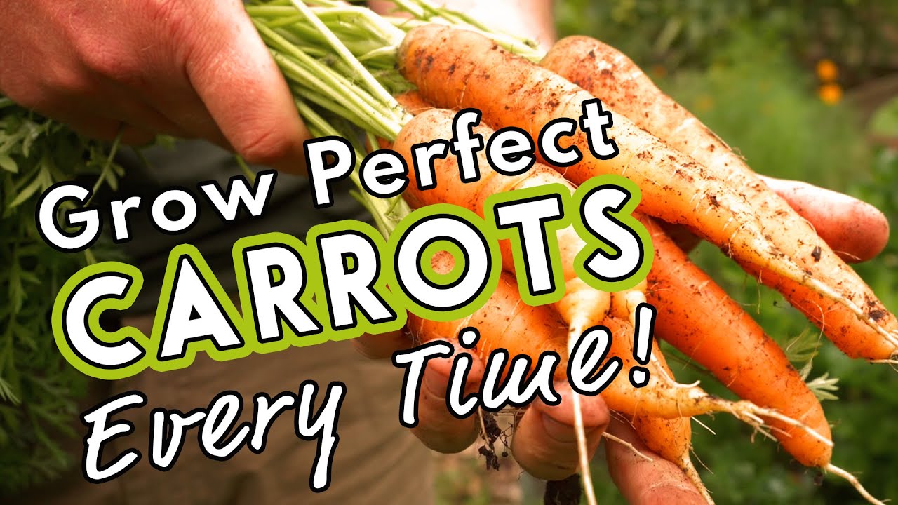 Выращивайте идеальную морковь каждый раз! 🥕