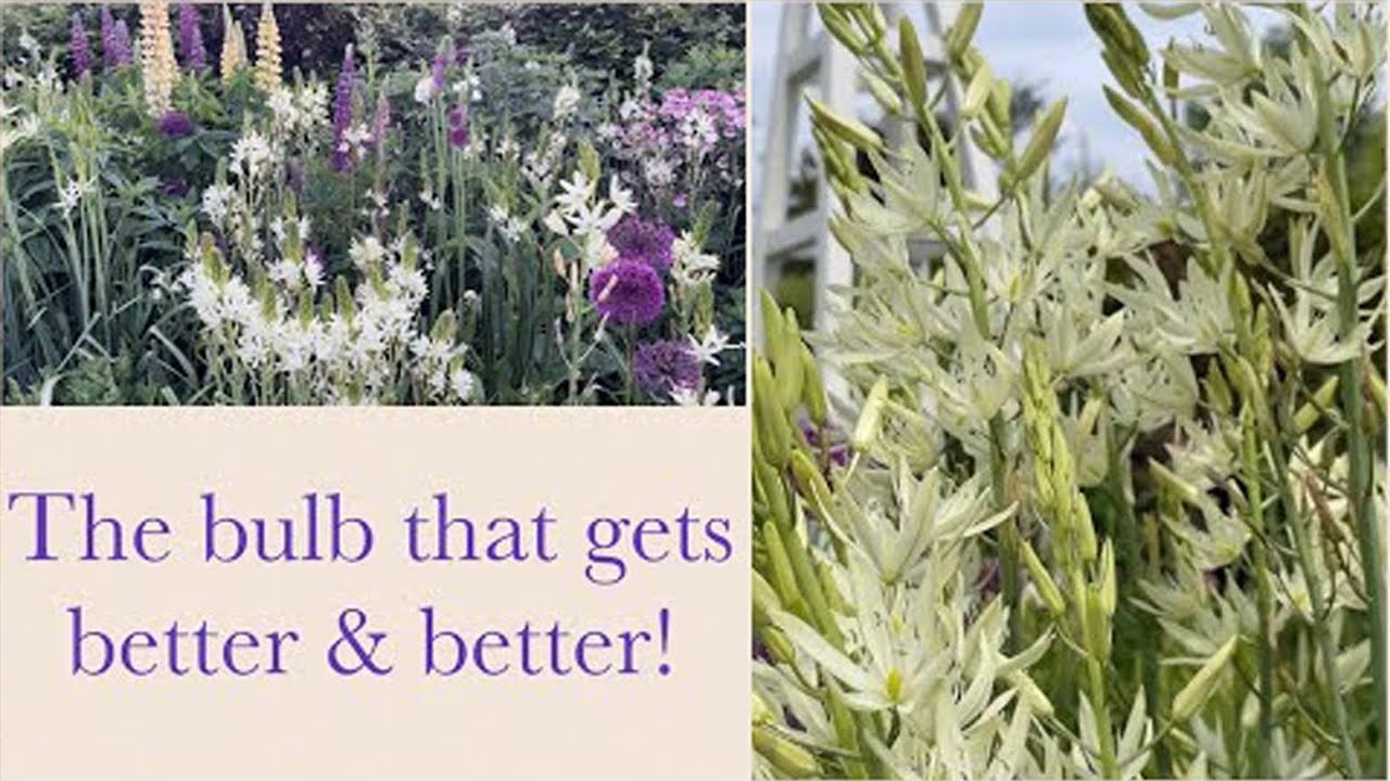 Everything you need to know about Camassias