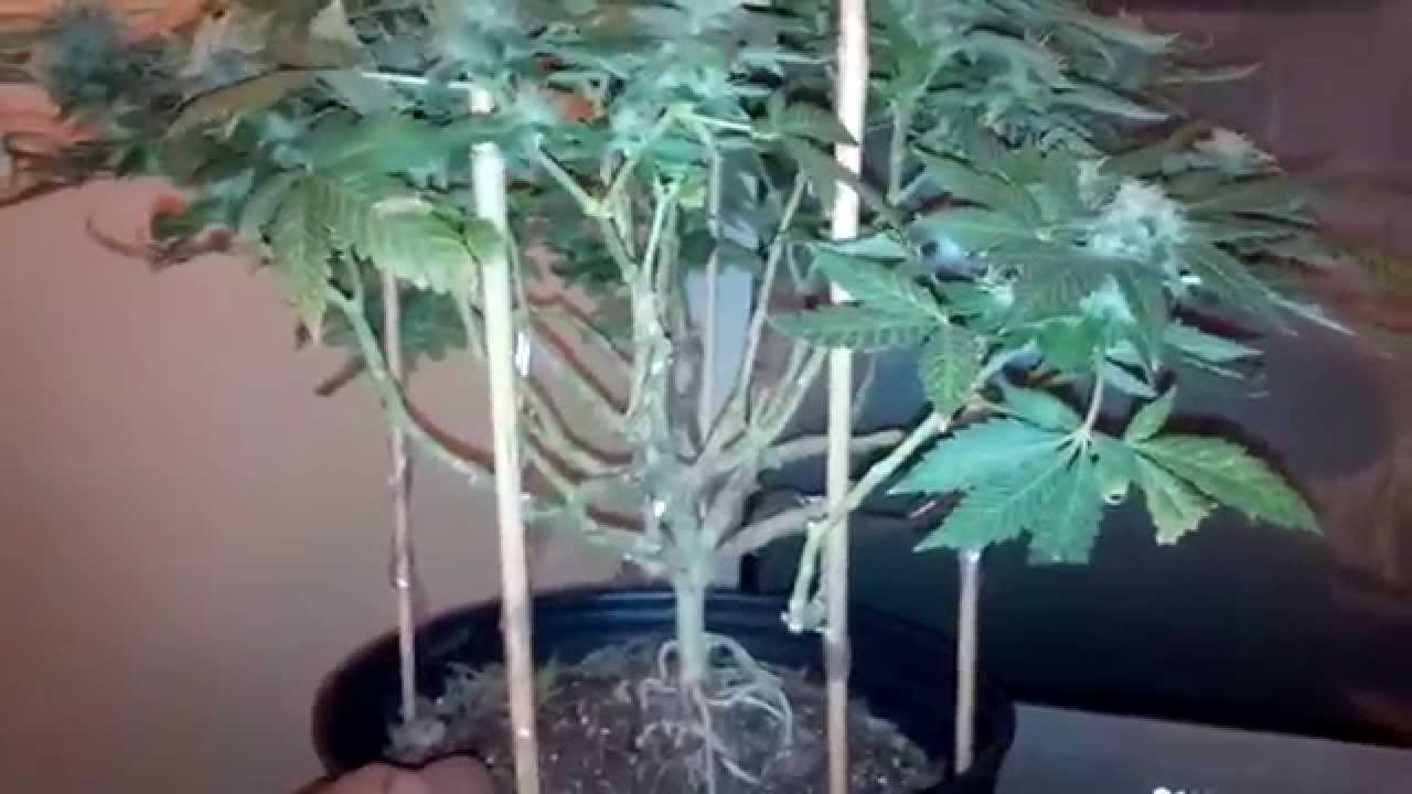 Sour kosher kush
