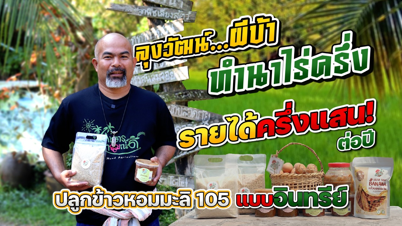 ปลูกข้าวหอมมะลิ 105 แบบอินทรีย์ไร่ครึ่งรายได้ครึ่งแสน #เกษตรอารมณ์ดี