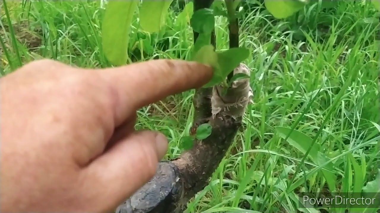 Как сохранить старые  сорта яблок. Белый налив и Астраханка.