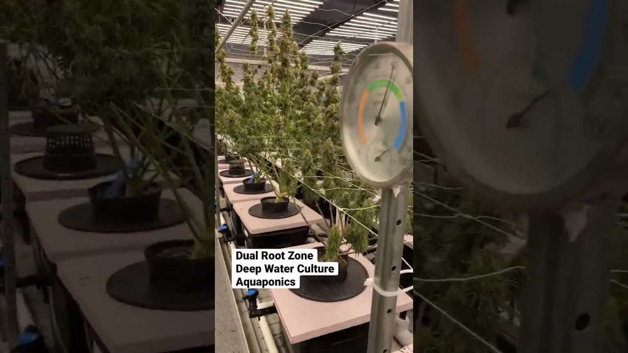 Dual Root Zone Aquaponic Cannabis #fishpoop #aquaponics #notill #livingsoil #memphis #dualrootzone
