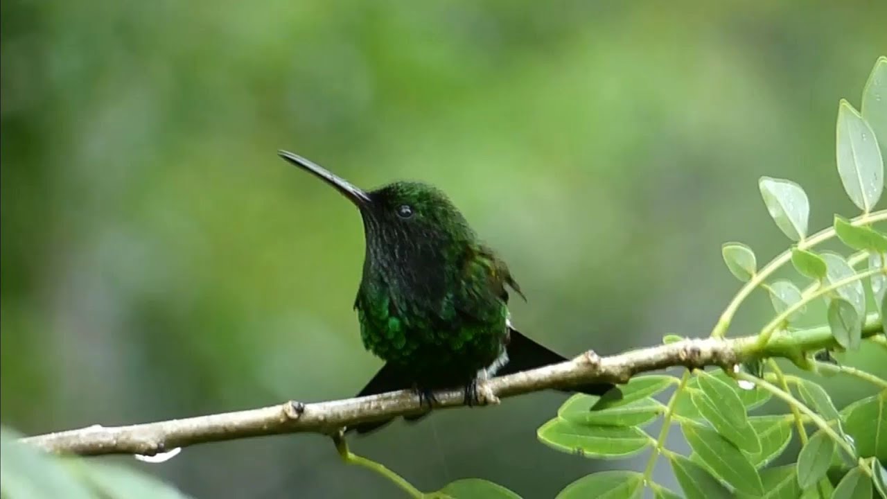🇹🇹 Hummingbird Dancing in the Rain - Tobago