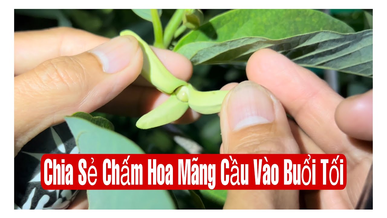 Chia Sẻ Chấm Hoa Mãng Cầu Vào Buổi Tối || MÂY XANH || Video 159