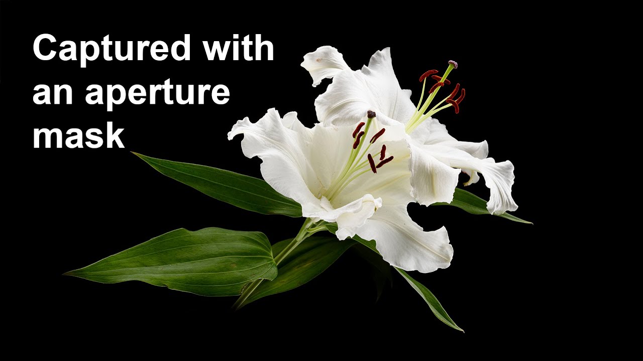 Backlit macro photography with black background