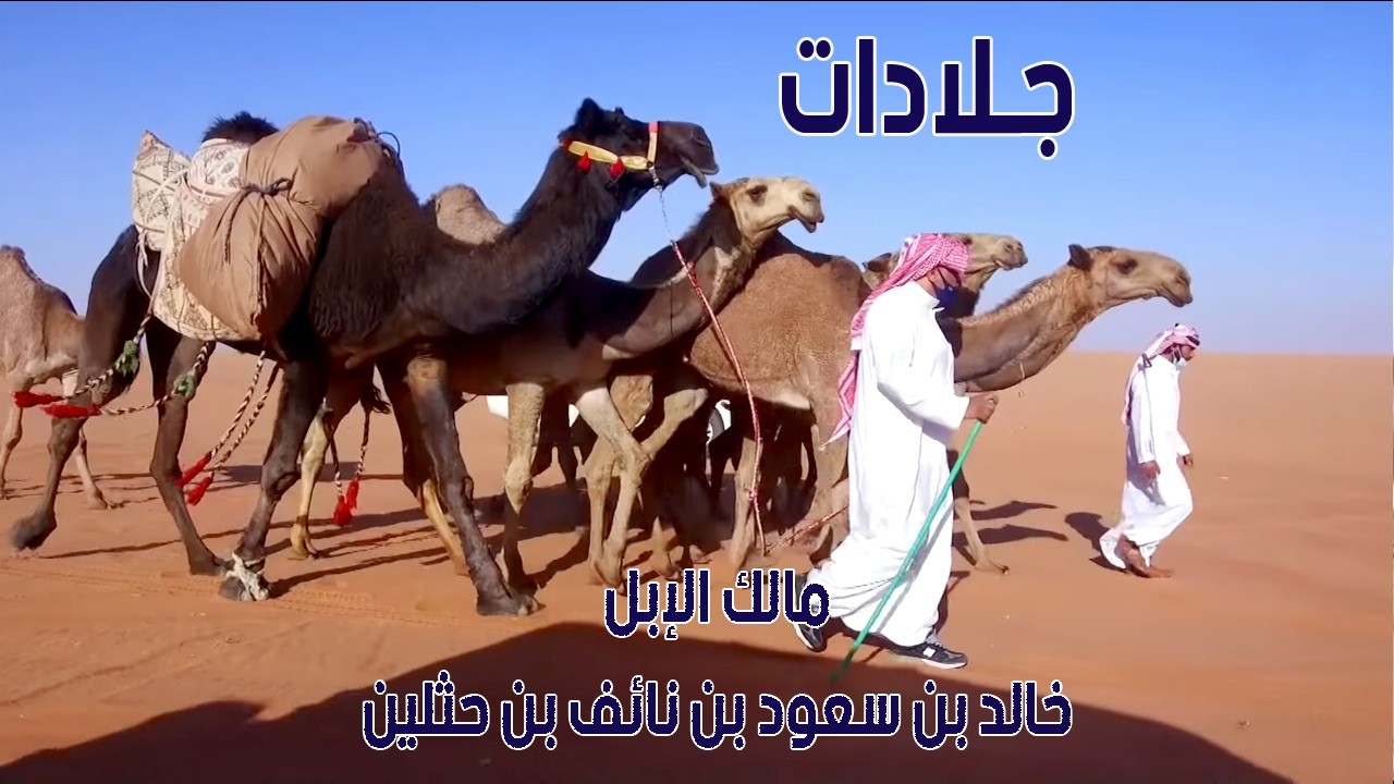 مسيرة منقية جلادات | مالك الإبل / خالد بن سعود بن نائف بن حثلين ( الفحل وإنتاجه )