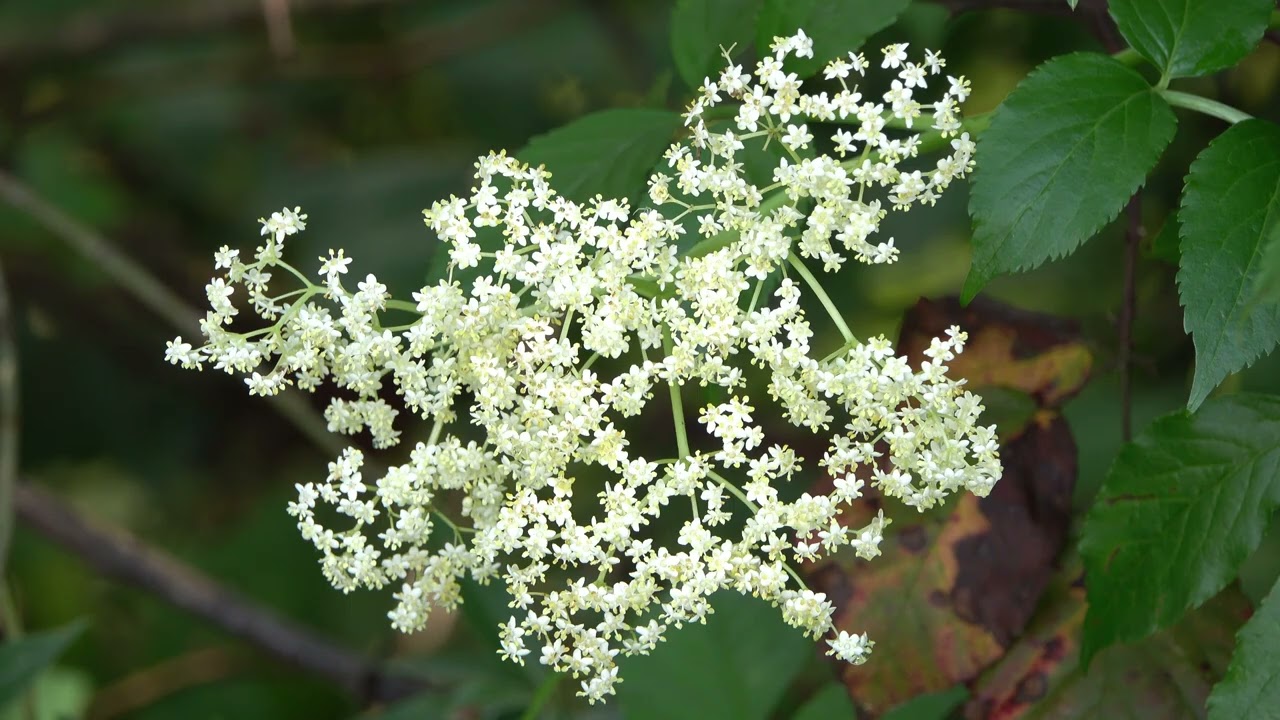 El Sa&uacute;co - Sambucus nigra