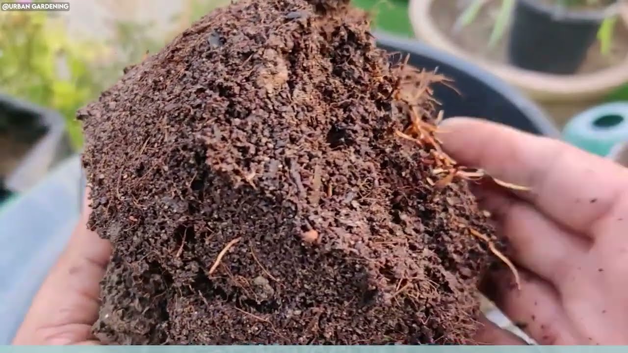 How to Grow an Avocado Tree from Start to Finish