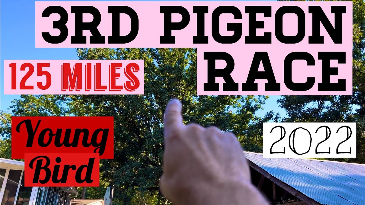 Oct. 9 2022 Third young bird pigeon race, 