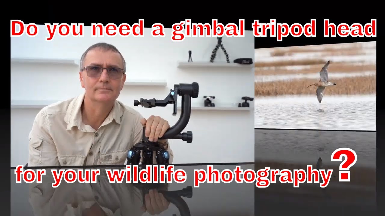 Do you need a gimbal tripod for wildlife photography?