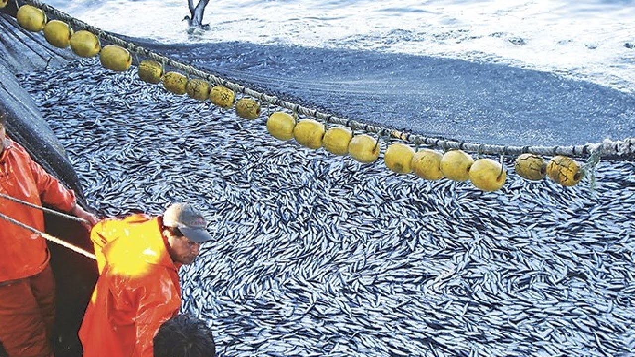 Amazing Big Catch Fishing on the Sea - Catch Hundreds Tons Fish With Modern Big Boat