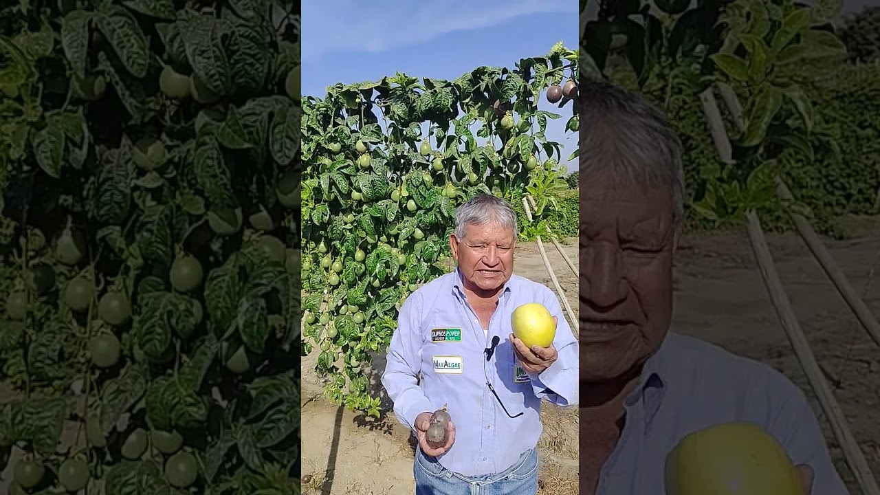 TECHNO CONSULT SRL :DESARROLLO DEL CULTIVO DE GULUPA ORGANICO EN CHAO PERÚ ( II ) 