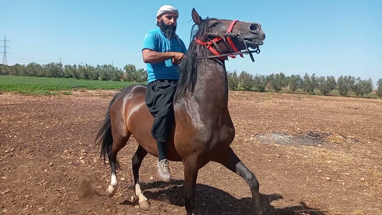 شرح كيفية زيادة السرعة وتحريك الخيل