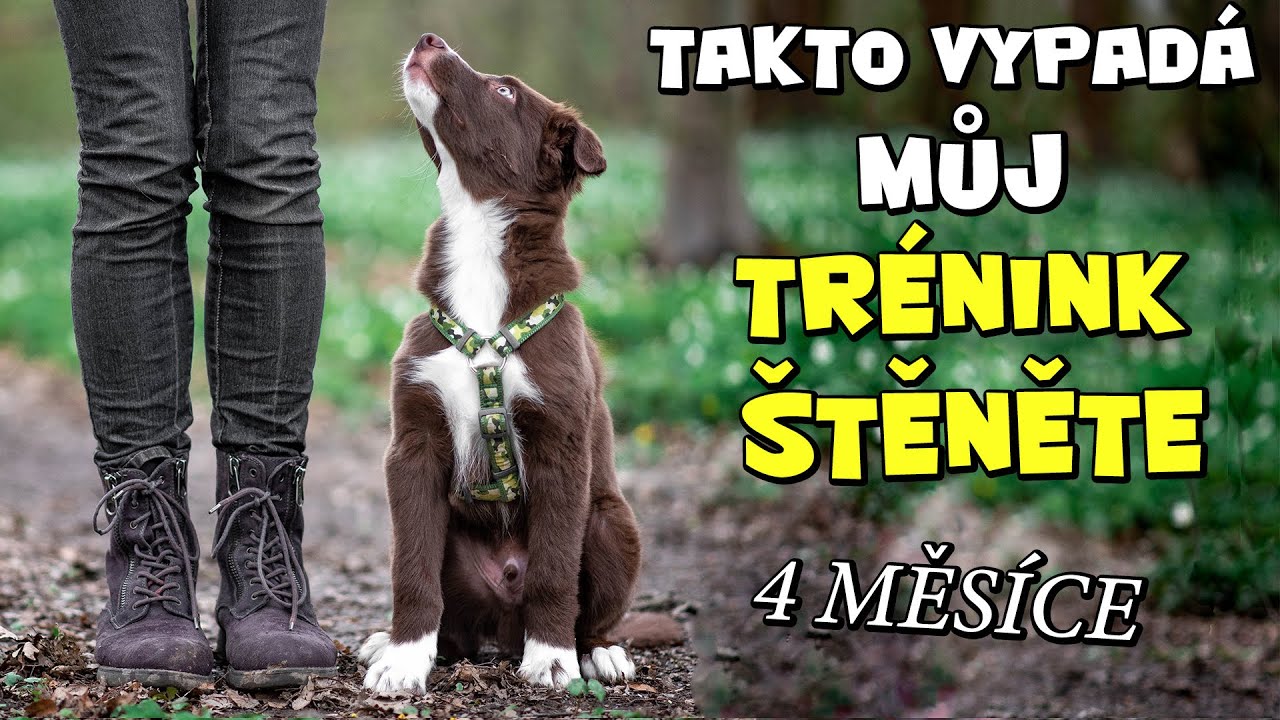 REÁLNÝ TRÉNINK ŠTĚNĚTE ve 4 měsících | Co a jak učím své štěně?