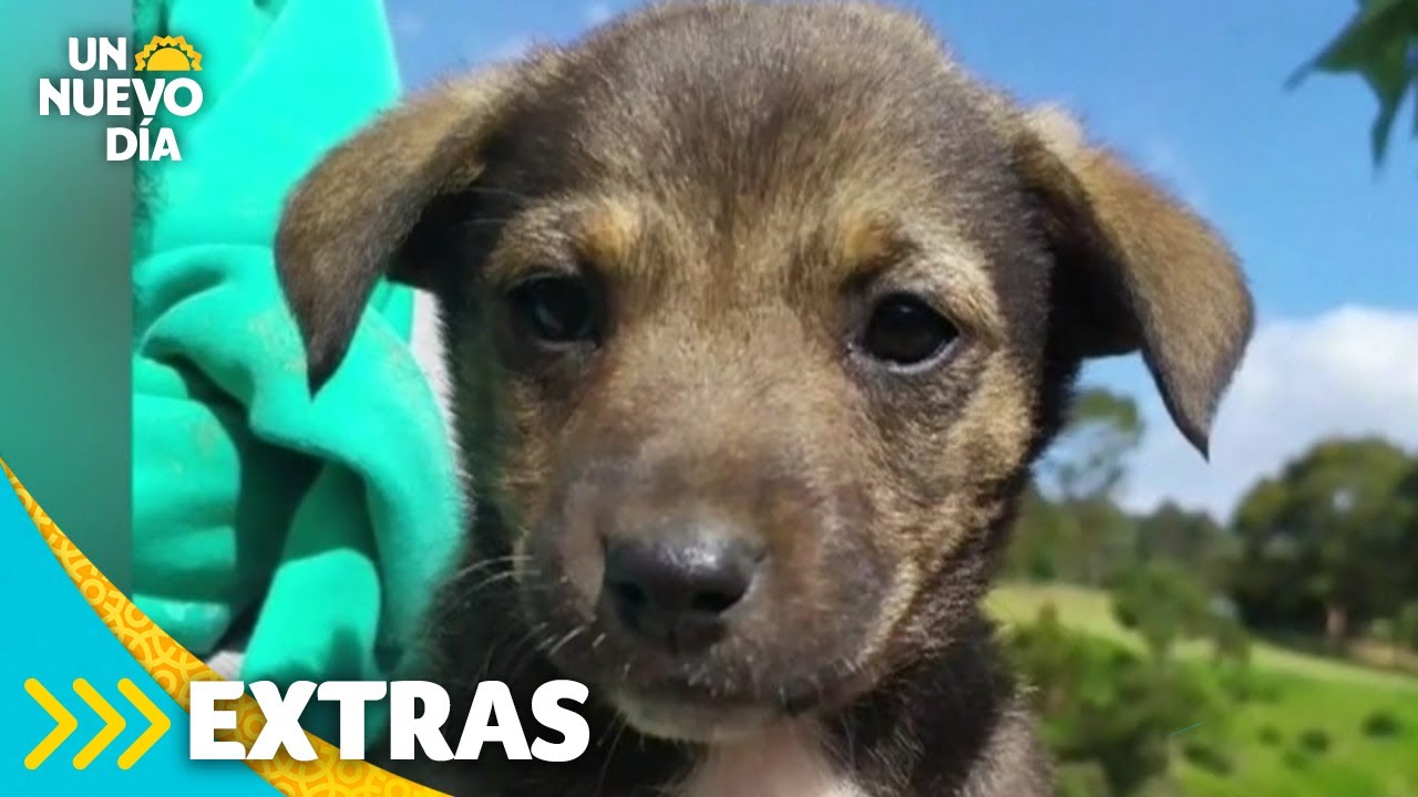Conmovedora historia: ¡mira cómo le cambió la vida al perrito Vicente! | Un Nuevo Día | Telemundo