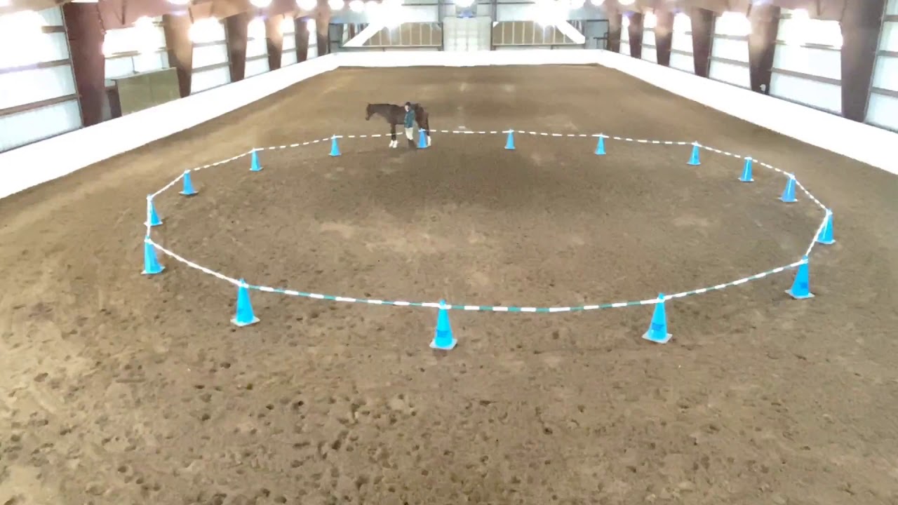 Clicker Training with Horses - Priority to Positive® Henley in the Reverse Round Pen