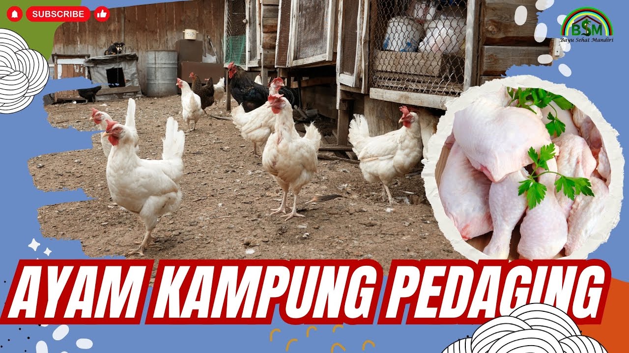 CARA MENCETAK AYAM KAMPUNG PEDAGING #bayudiningrat #bayusehatmandiri A9