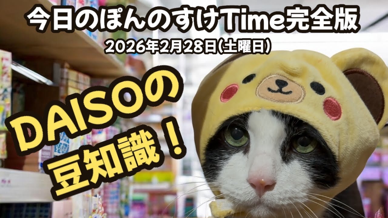 今日のぽんのすけTime完全版　2026年2月28日(土曜日) #cat #ねこ #保護猫 
