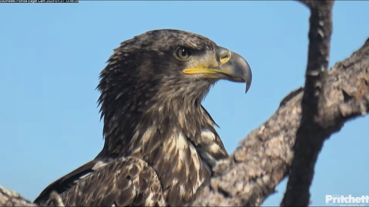 SWFL Eagles ~3 Beautiful Sub Adults In Nest Tree! 2 Lock Talons & Spiral In Aerial Maneuver 1.31.25