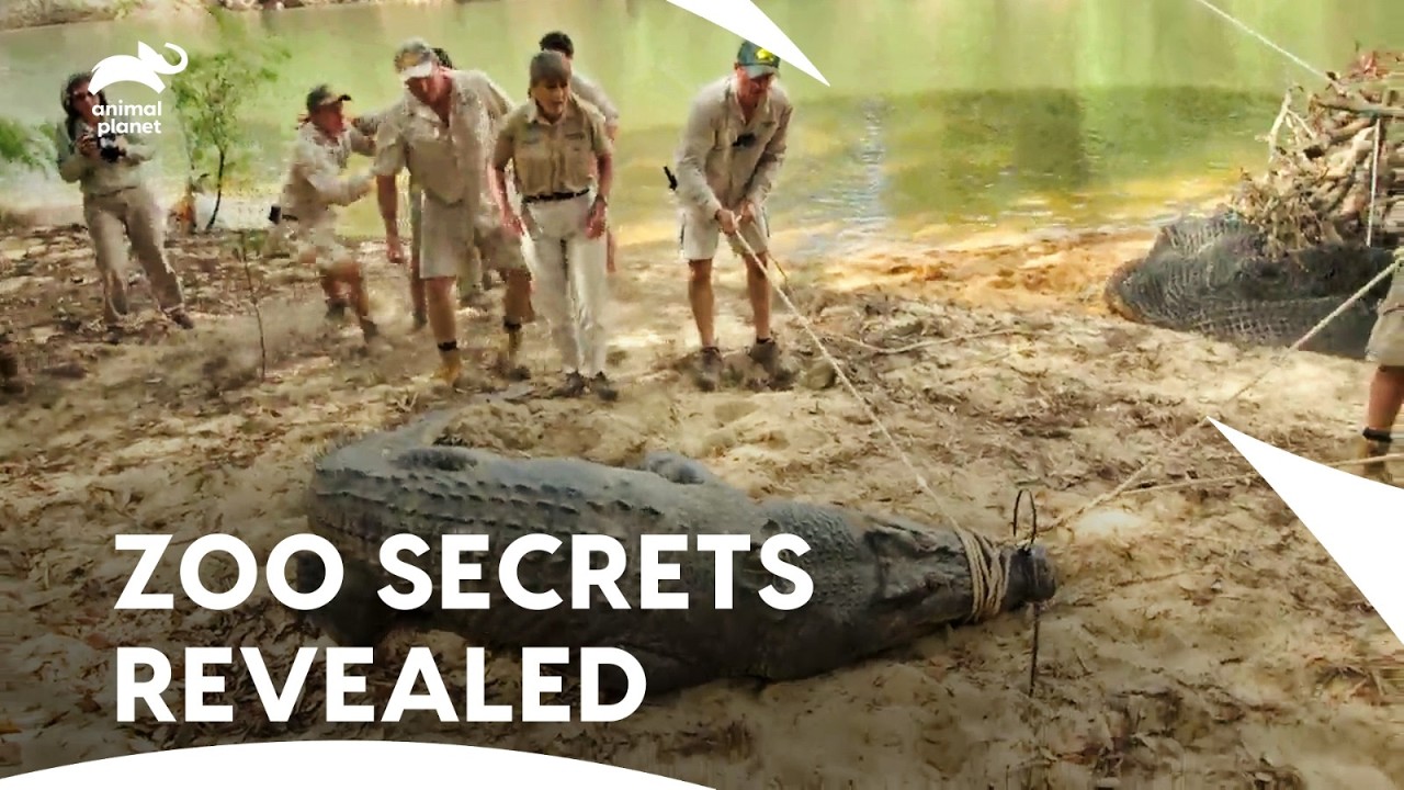 Irwin's Team Ready To Catch BIG Crocodile | Crikey! It's The Irwins S1 EP 13,14,2,6 | Animal Planet